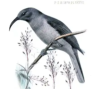 Vale dwerghoningeter