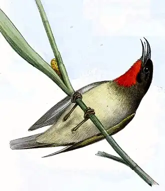 Roodkeeldwerghoningeter