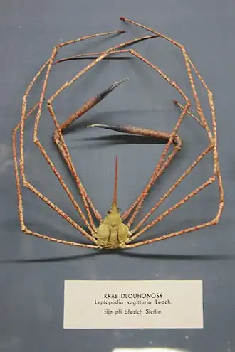 Stenorhynchus debilis