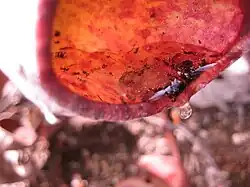 Nepenthes albomarginata voedt zich voornamelijk met termieten.