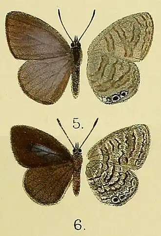 Nacaduba samoensis