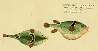 Takifugu ocellatus