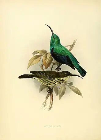 Madagaskarhoningzuiger