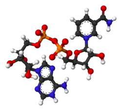 ▵ Molecuulmodel van geoxideerd NAD+