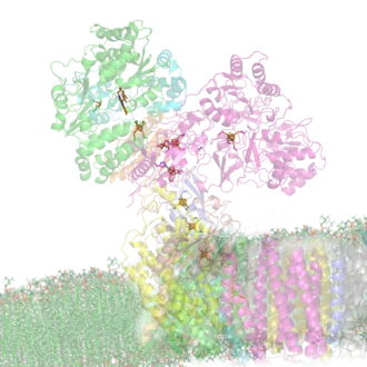 Structuur van NADH-dehydrogenase in mitochondriaal binnenmembraan.