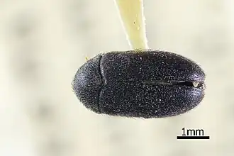 Attagenus rufipennis