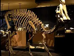 Reconstructie van een Hadrosaurus