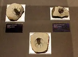 Uitgestorven trilobieten