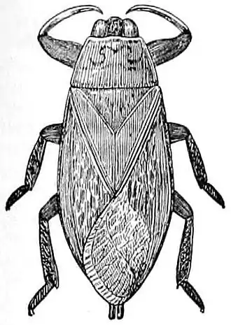 Belostoma