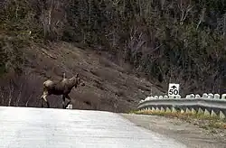 Een eland die de weg oversteekt