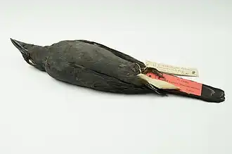 Noord-Melanesische rupsvogel