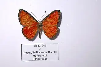 Argyrogrammana caesarion