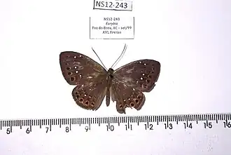 Eurybia albiseriata