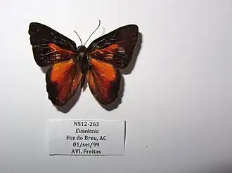 Euselasia opalescens