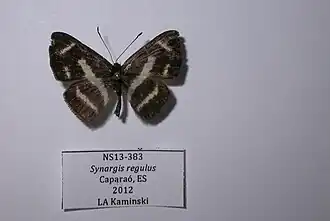 Synargis regulus