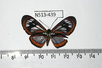 Ithomeis aurantiaca
