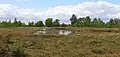 Hahnenmoor, hoogveenreservaat ten westen van Menslage