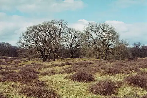 Natuurreservaat Borkener Paradies
