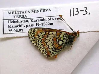 Melitaea minerva