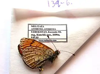 Melitaea ambrisia