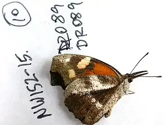 Libytheana terena