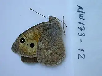 Pseudochazara atlantis