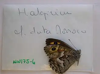 Hipparchia algirica