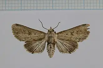 Anigraea cinctipalpis