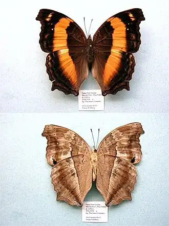 Yoma algina