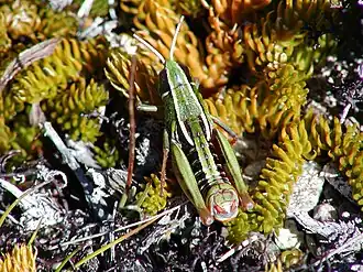 Alpinacris tumidicauda