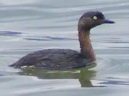 Nieuw-Zeelandse fuut