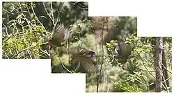 compositiefoto van de vlucht