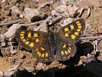 Lycaena feredayi