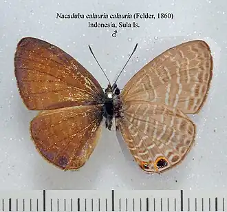 Nacaduba calauria