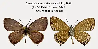 Nacaduba normani