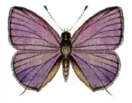 Nacaduba berenice