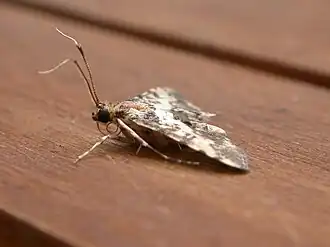 Nacoleia amphicedalis