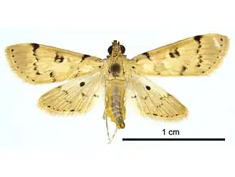 Nacoleia octasema