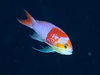 Pseudanthias elongatus