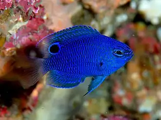 Pomacentrus nagasakiensis