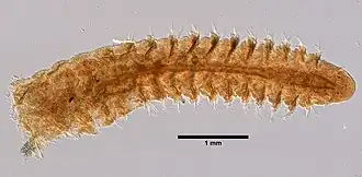 Naineris quadricuspida