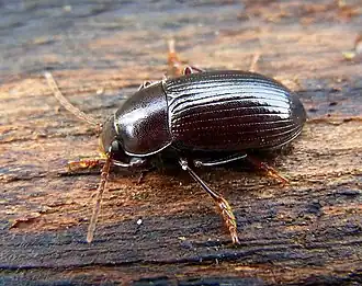 Nalassus laevioctostriatus