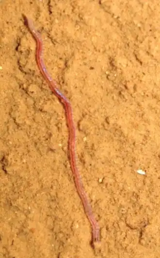 Namanereis canariarum