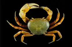 Nanhaipotamon dongyinense