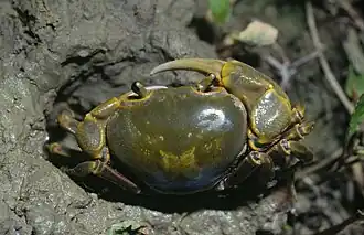 Nanhaipotamon formosanum