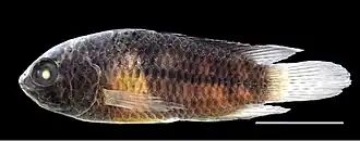 Nannacara aureocephalus