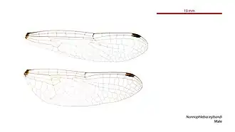 Nannophlebia injibandi