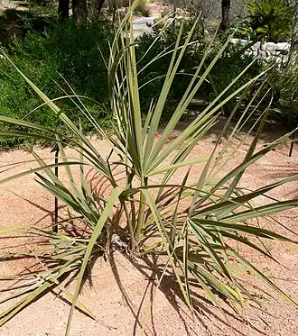 Nannorrhops ritchieana