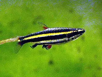 Nannostomus marginatus