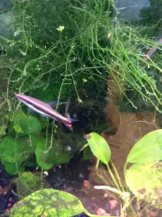 Nannostomus unifasciatus